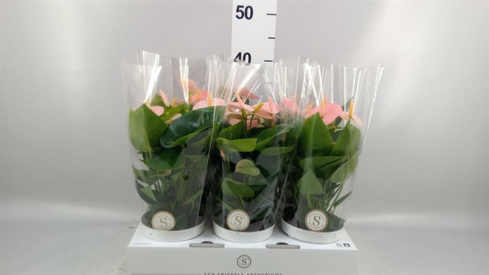 <h4>Anthurium andr. 'Spirit'</h4>