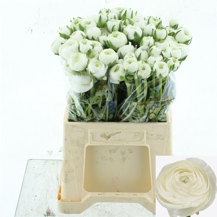 <h4>RAN SU NIVEO</h4>