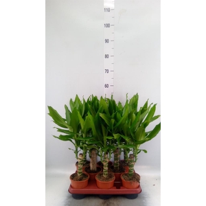 Dracaena frag. 'Steudneri'