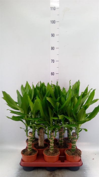 <h4>Dracaena frag. 'Steudneri'</h4>