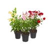 DIPLADENIA PICOLI P14 VARIADO
