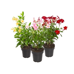 DIPLADENIA PICOLI P14 VARIADO