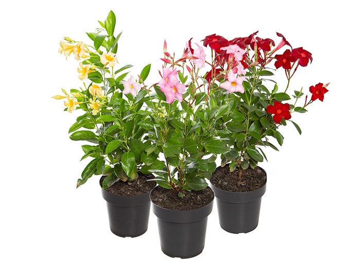 <h4>DIPLADENIA PICOLI P14 VARIADO</h4>