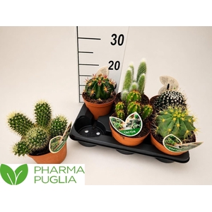 Cactus gemengd