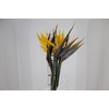 STRELITZIA