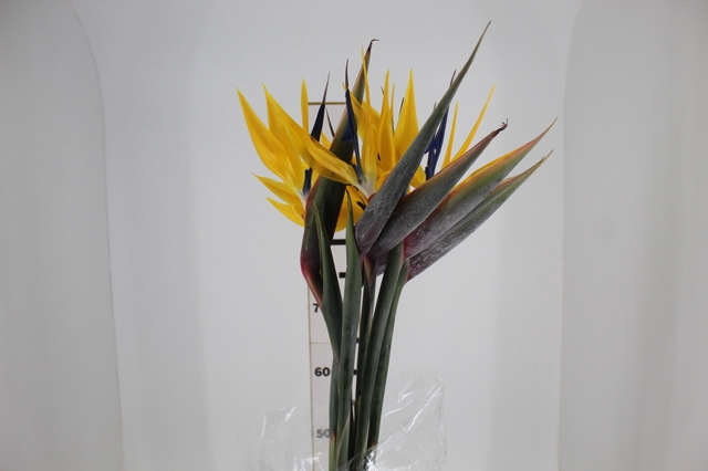STRELITZIA