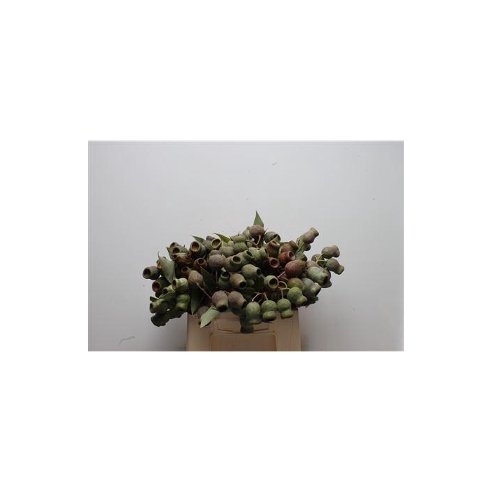 <h4>Kaaps Eucalyptus Trumpets</h4>