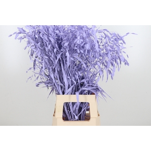 Chasmantium Kl Bh Milka
