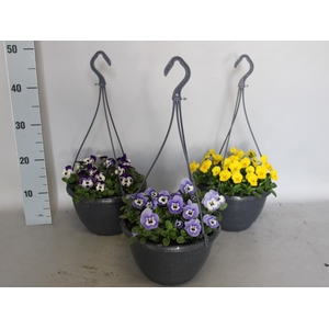Hangpot 23 cm Viola cornuta mono Divers