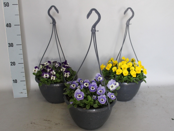 Hangpot 23 cm Viola cornuta mono Divers