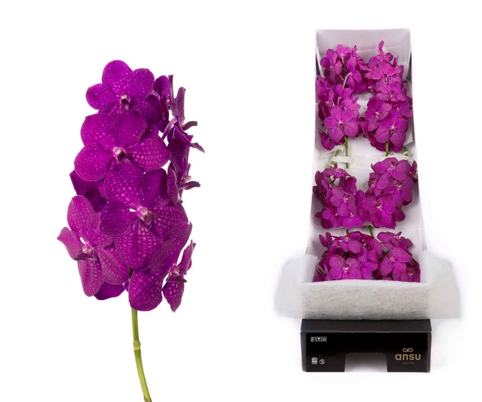 <h4>Vanda 'Nitaya Raspberry Cerise'</h4>