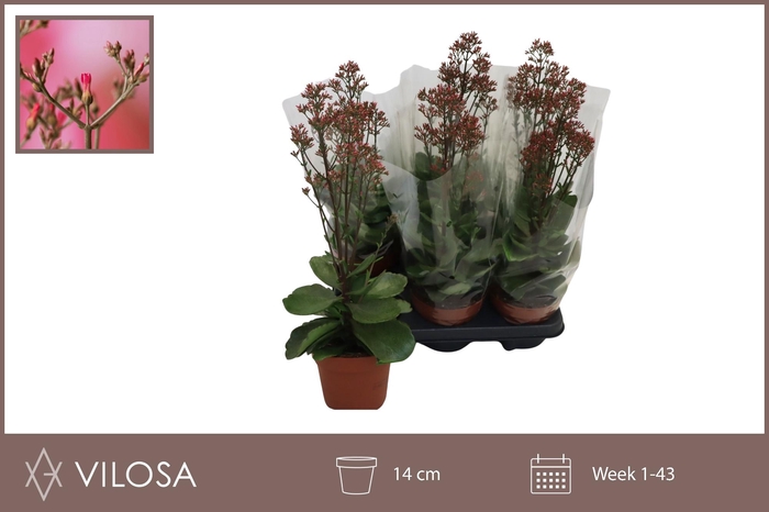 <h4>KAL WF SURPR CANYON</h4>