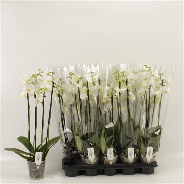 <h4>PHAL OV WIT</h4>