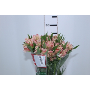 ALSTROEMERIA FANKE 080 CM