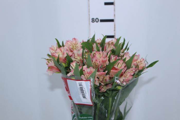 ALSTROEMERIA FANKE 080 CM