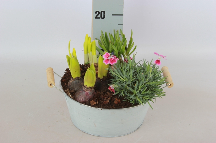 <h4>ARR TUINPLANTEN</h4>