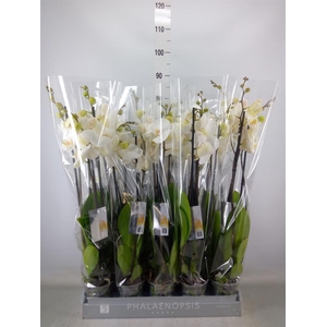 Phalaenopsis  'White World'