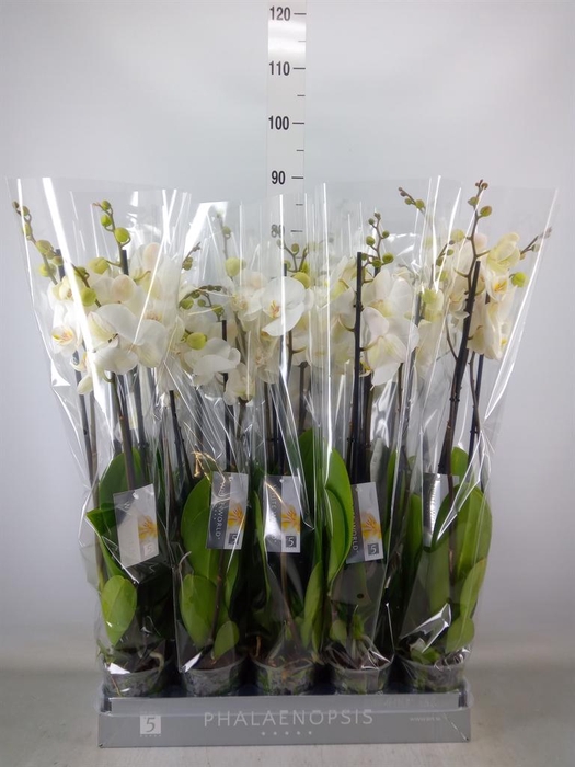 <h4>Phalaenopsis  'White World'</h4>