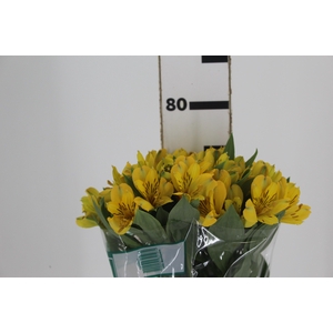 ALSTROEMERIA CARIBBEAN 080 CM