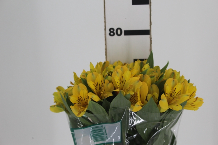 <h4>ALSTROEMERIA CARIBBEAN 080 CM</h4>