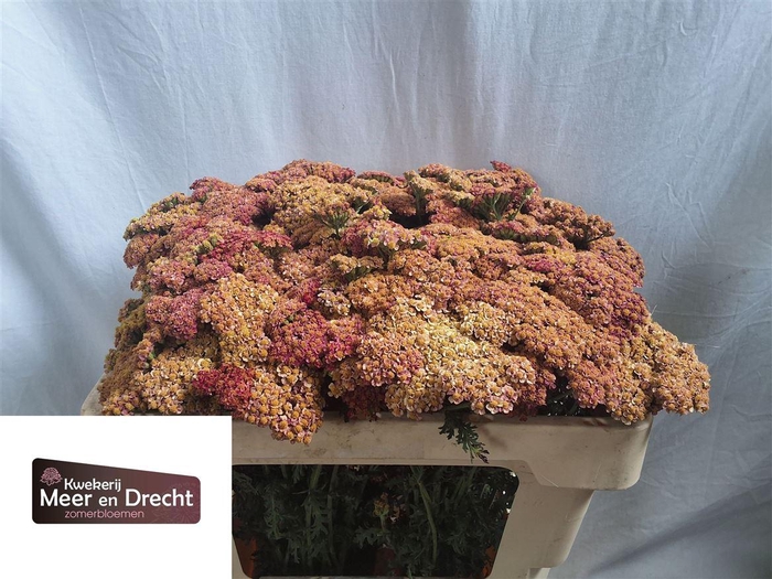 Achillea M Sassy Summer Taffy