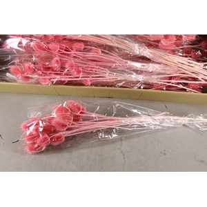 DF Dipsacus Pink Bs 130g