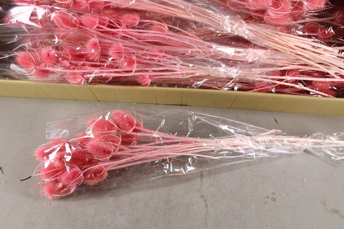 DF Dipsacus Pink Bs 130g