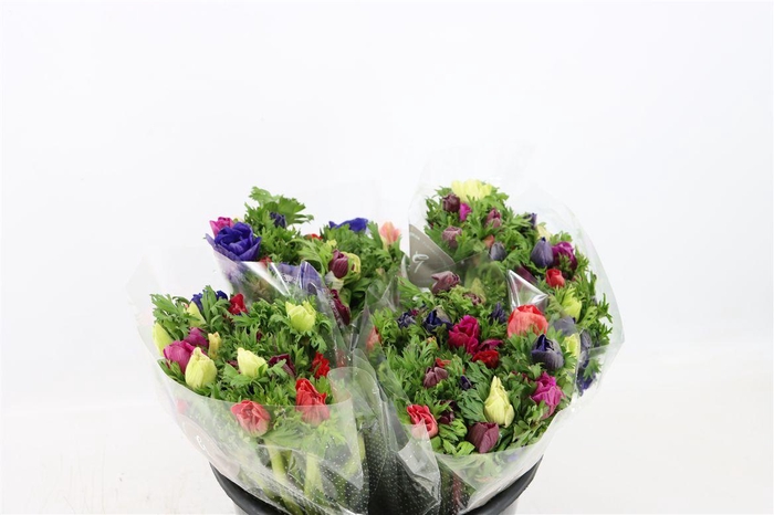 Anem Co Jerusal Mixed