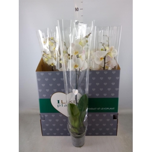 Phalaenopsis   ...white