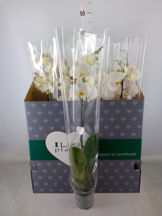 <h4>Phalaenopsis   ...white</h4>