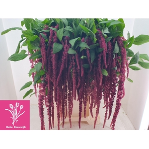 AMAR CA RED CORD
