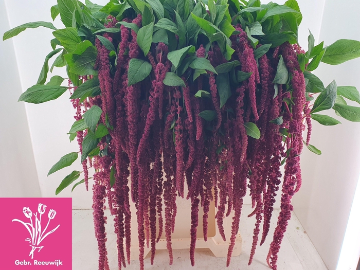 <h4>AMAR CA RED CORD</h4>
