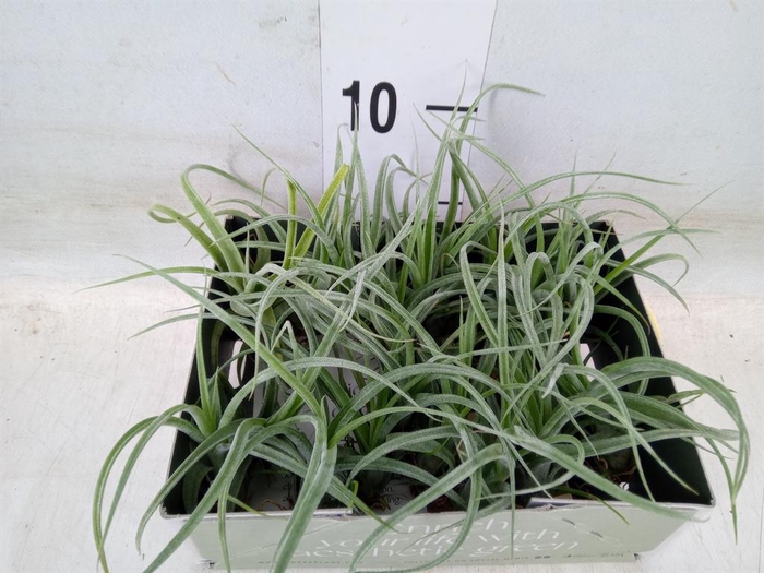 <h4>Tillandsia</h4>