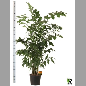 CARYOTA MITIS