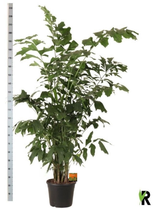 <h4>CARYOTA MITIS</h4>