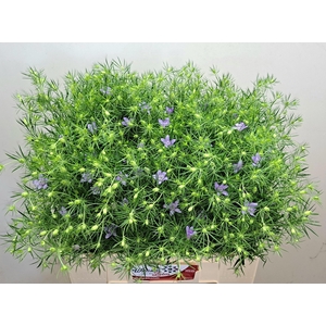 NIGE HISPANICA OV BS