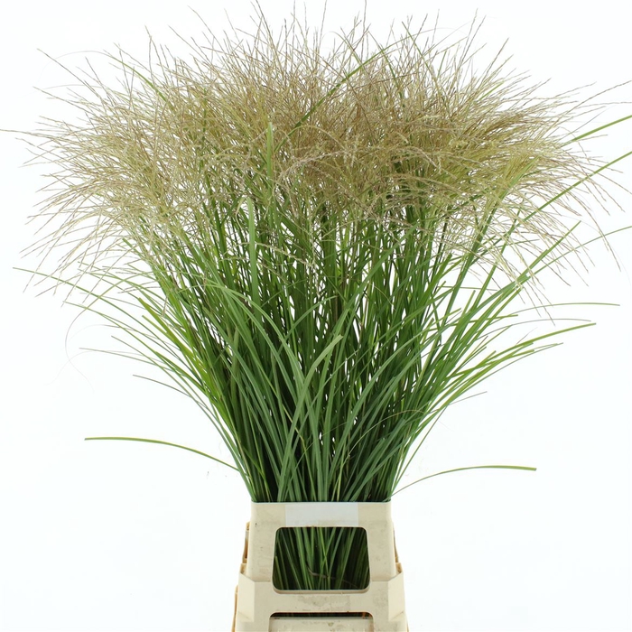 Miscanthus White