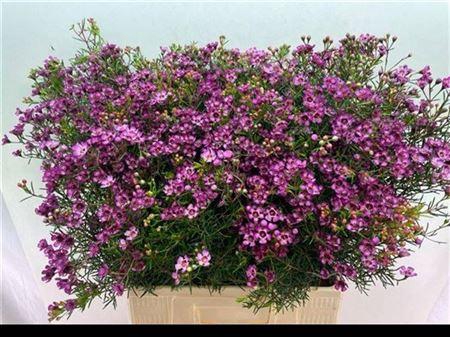 <h4>Chame Un Jupiter</h4>