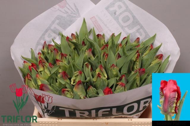 <h4>TU PA SEADOV PARROT</h4>