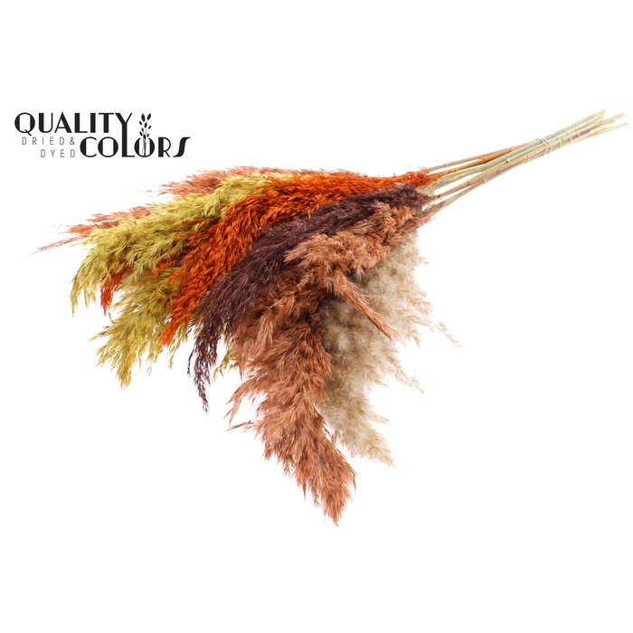 <h4>Pampas Grass 70cm 10st/bunch Colourful 3</h4>