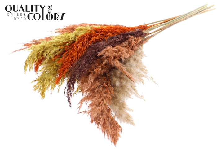 Pampas Grass 70cm 10st/bunch Colourful 3