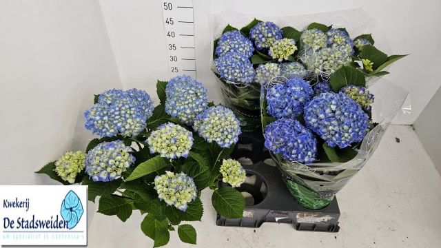 <h4>HYDR M BLAUER ZWERG</h4>