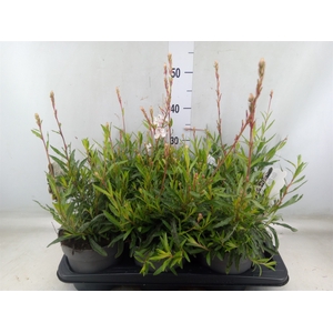 Gaura lindheimeri   ...