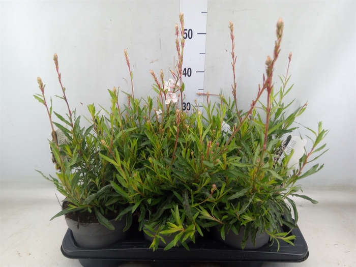 <h4>Gaura lindheimeri   ...</h4>
