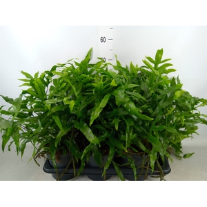 Microsorum diversifolium