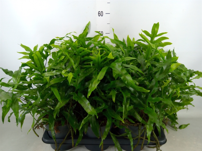 <h4>Microsorum diversifolium</h4>