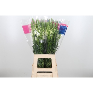 Antirrhinum Ma White