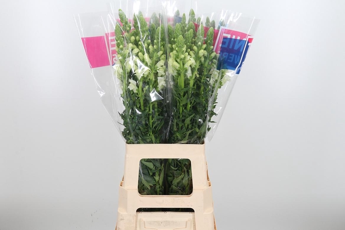 <h4>Antirrhinum Ma White</h4>