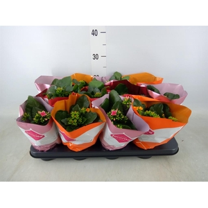 Kalanchoe blos.   ..mix tweekleurig