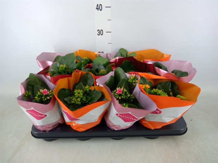 <h4>Kalanchoe blos. ..mix tweekleurig</h4>